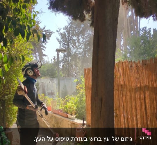 אדם עם ציוד גיזום ליד עץ בגינה